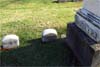 Dudley Grave